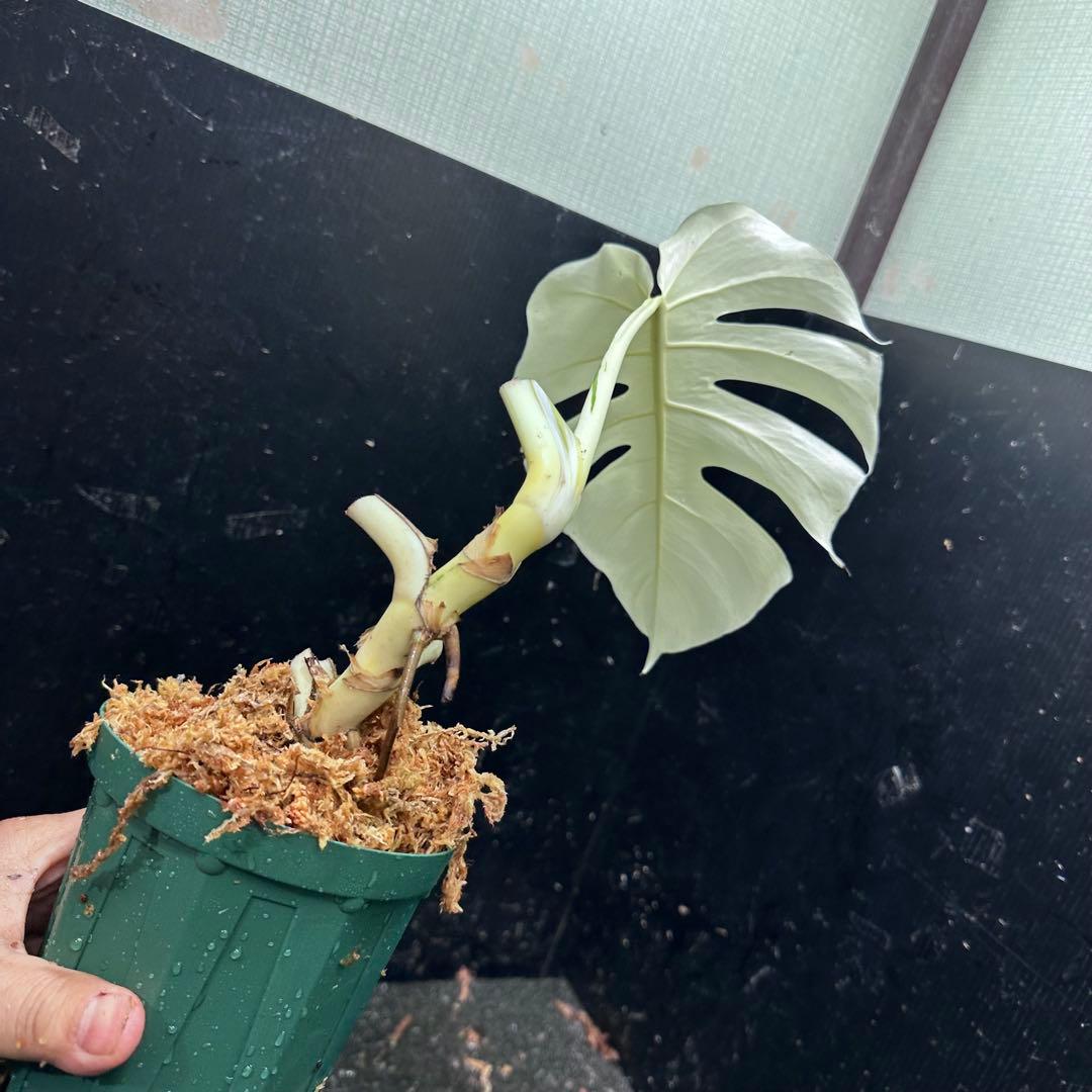 ひ*る様 斑入りモンステラ極上ホワイトタイガーフルムーン4号鉢植え発