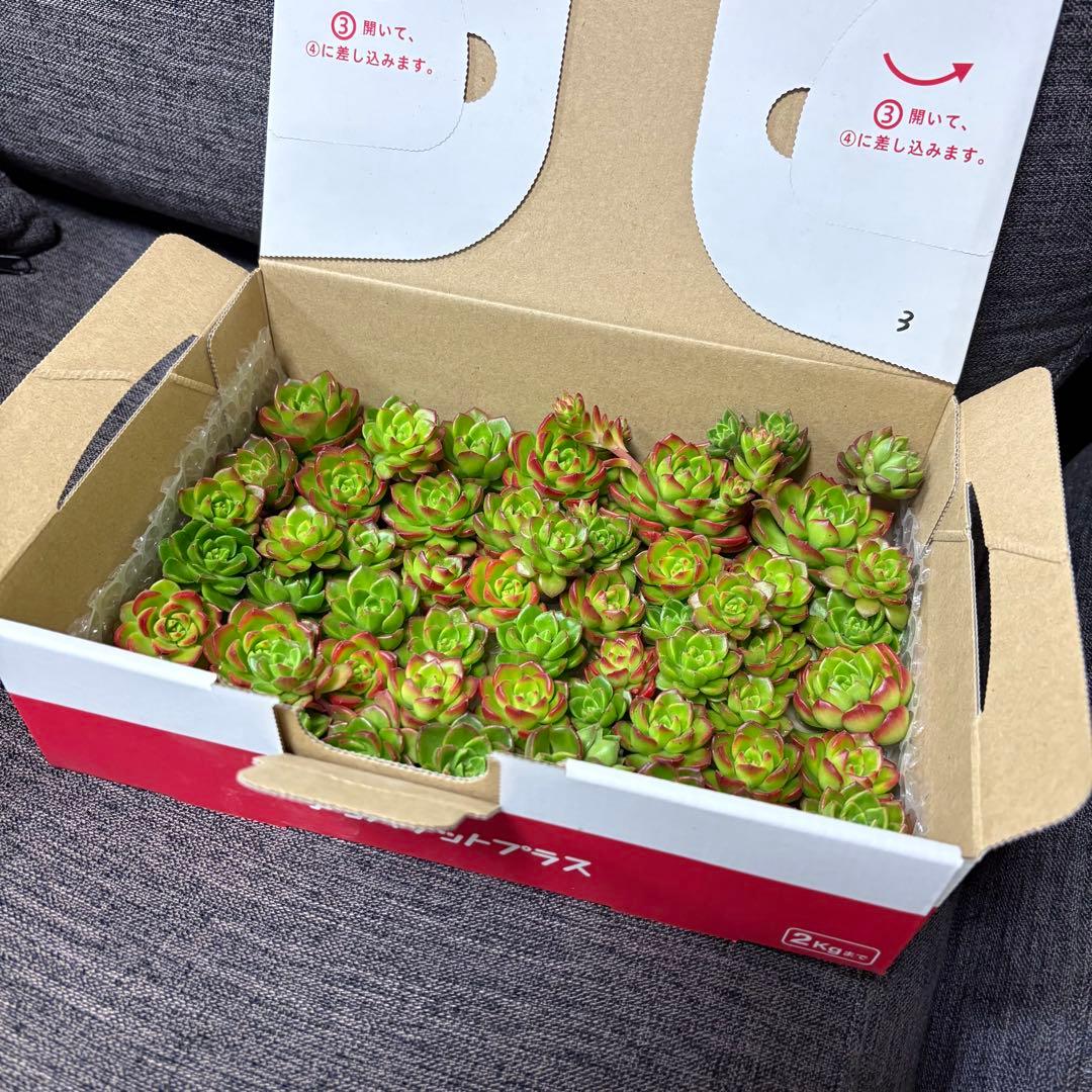 ☆彩乃助☆様 おまとめ追加用