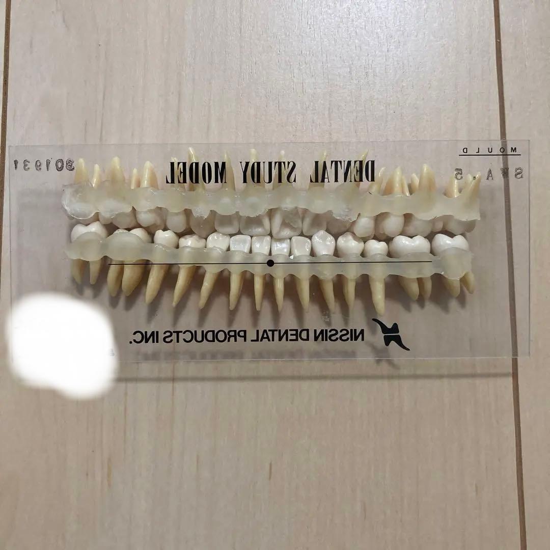 NISSIN 歯科衛生士 デンタルスタディモデル 複製根模型歯 歯牙模型