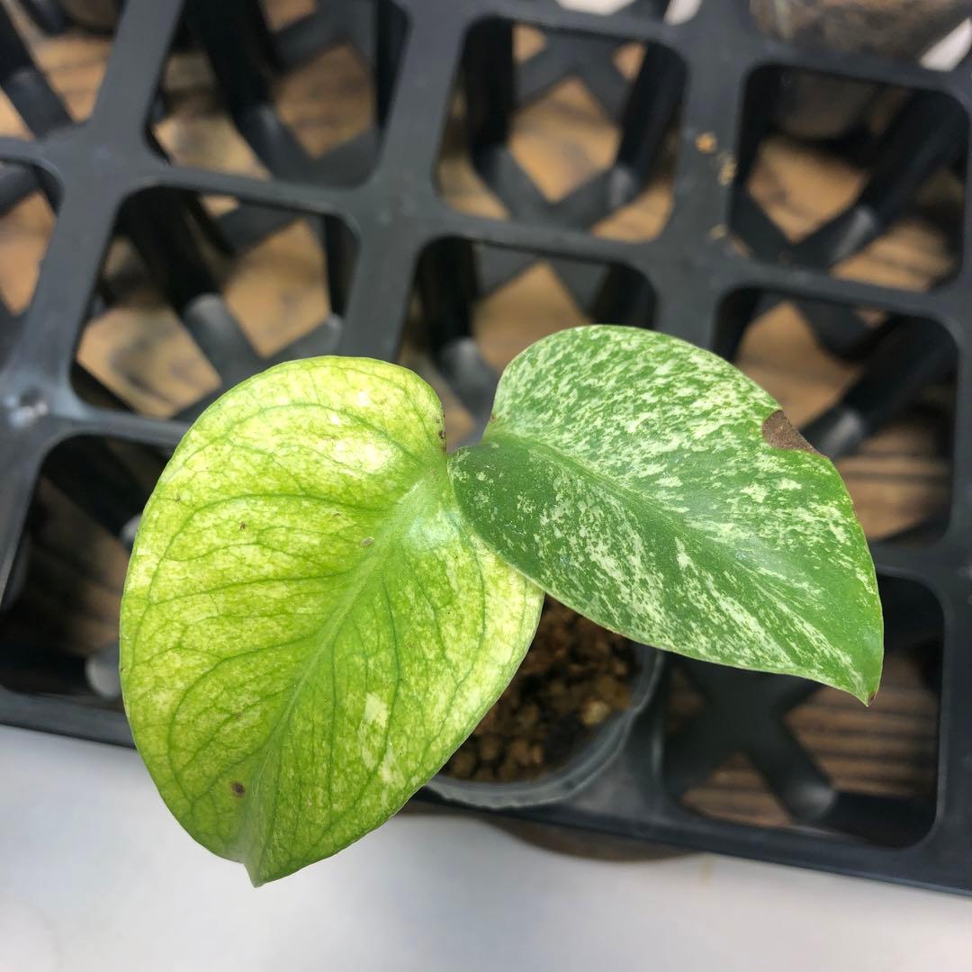 5株セット ms52 【特別選抜】ホワイトモンスター／天津蘭 モンステラ