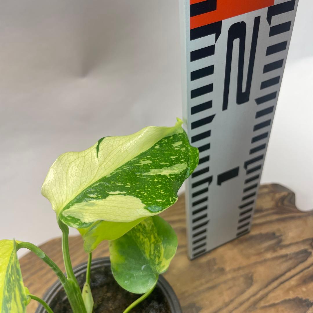 A111品種保証！モンステラ ギング エレクトロライト 美株 斑入り 希少