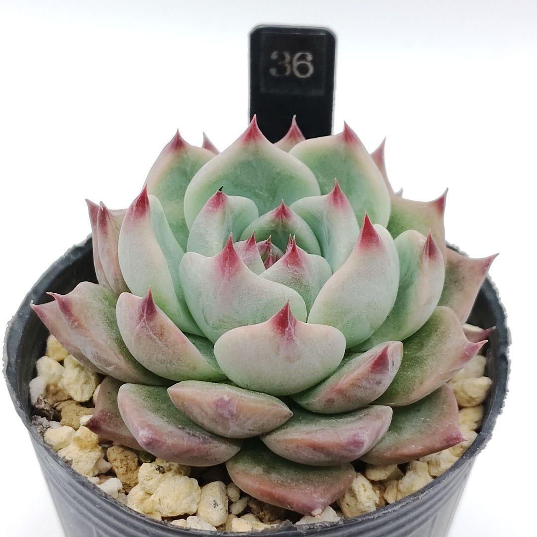 36.カシオ 抜き苗 多肉植物 - メルカリ