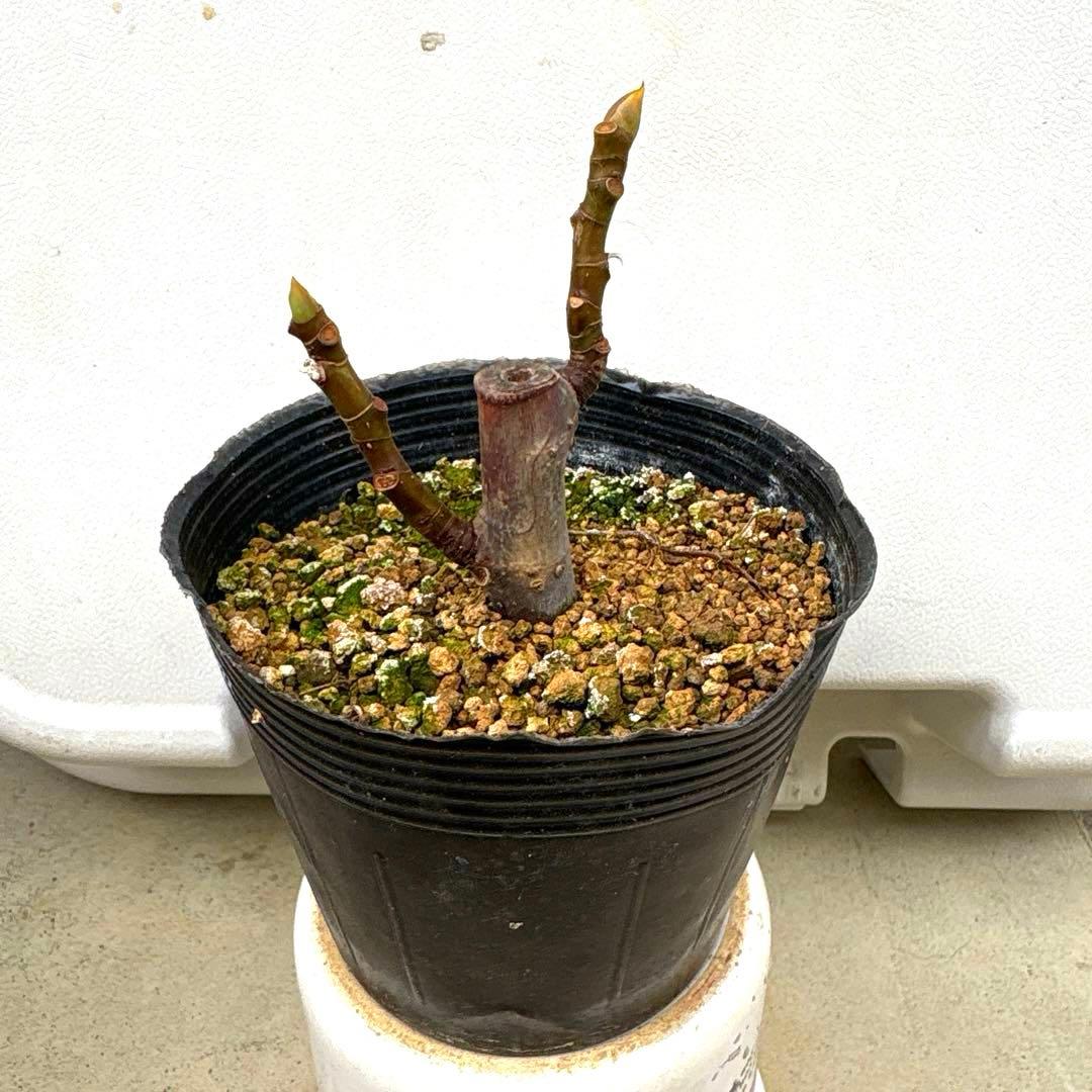 イチジクの良苗。Black Madeira