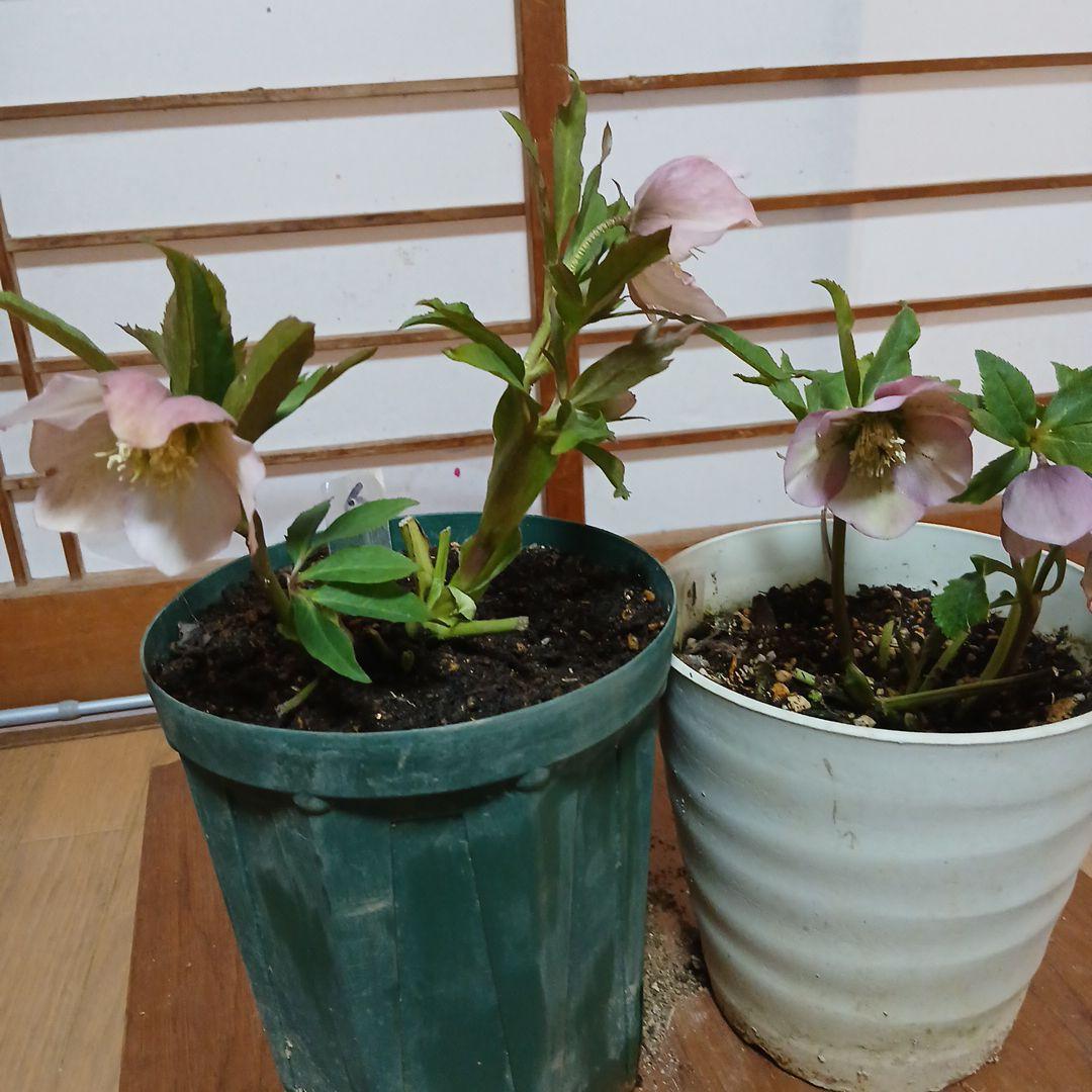 クリスマスローズ開花株 まとめ売り 2鉢 - メルカリ