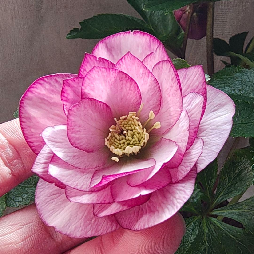 2625 多弁ダブルやシングル ピンク系クリスマスローズ開花株 お得4苗