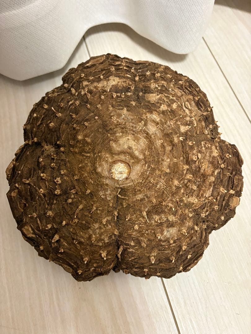 メキシコ亀甲竜 レア Dioscorea mexicana 現地株 大株 未発根 - メルカリ