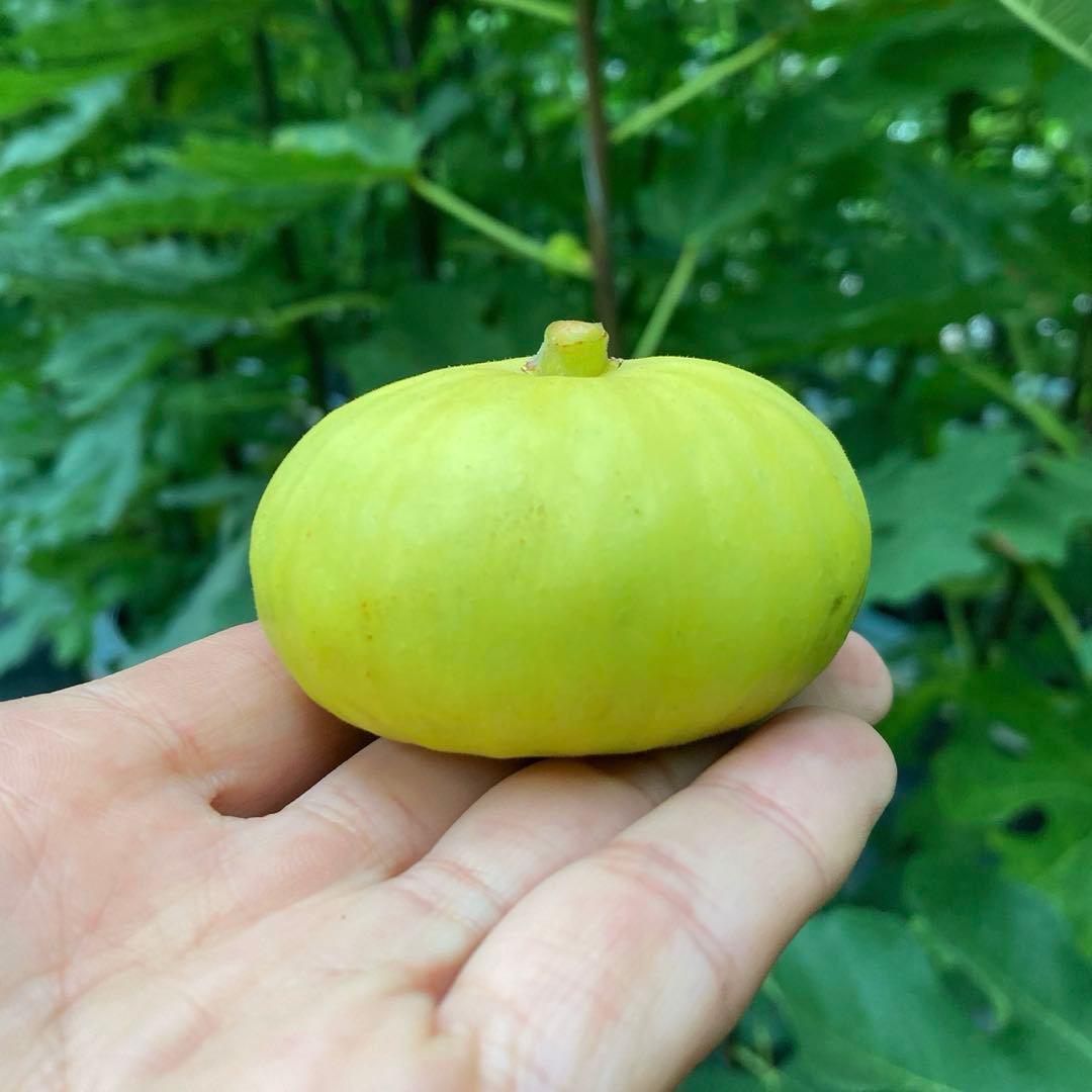 Panino パニーノ 穂木 イチジク - メルカリ