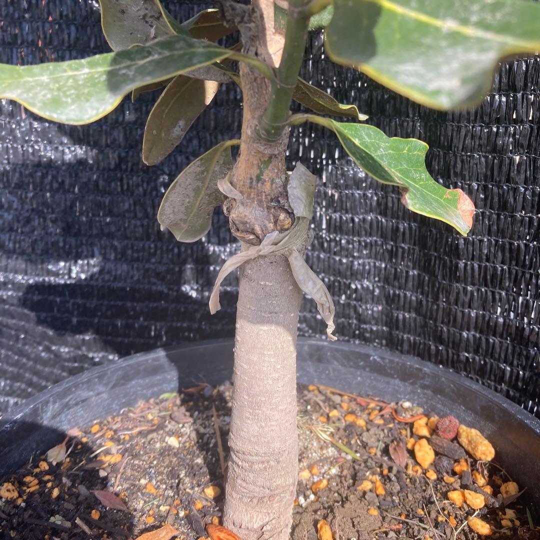 ③*:ஐ四季咲き・矮性！*:ஐ丈夫な接木・タイサンボク・苗木【リトル