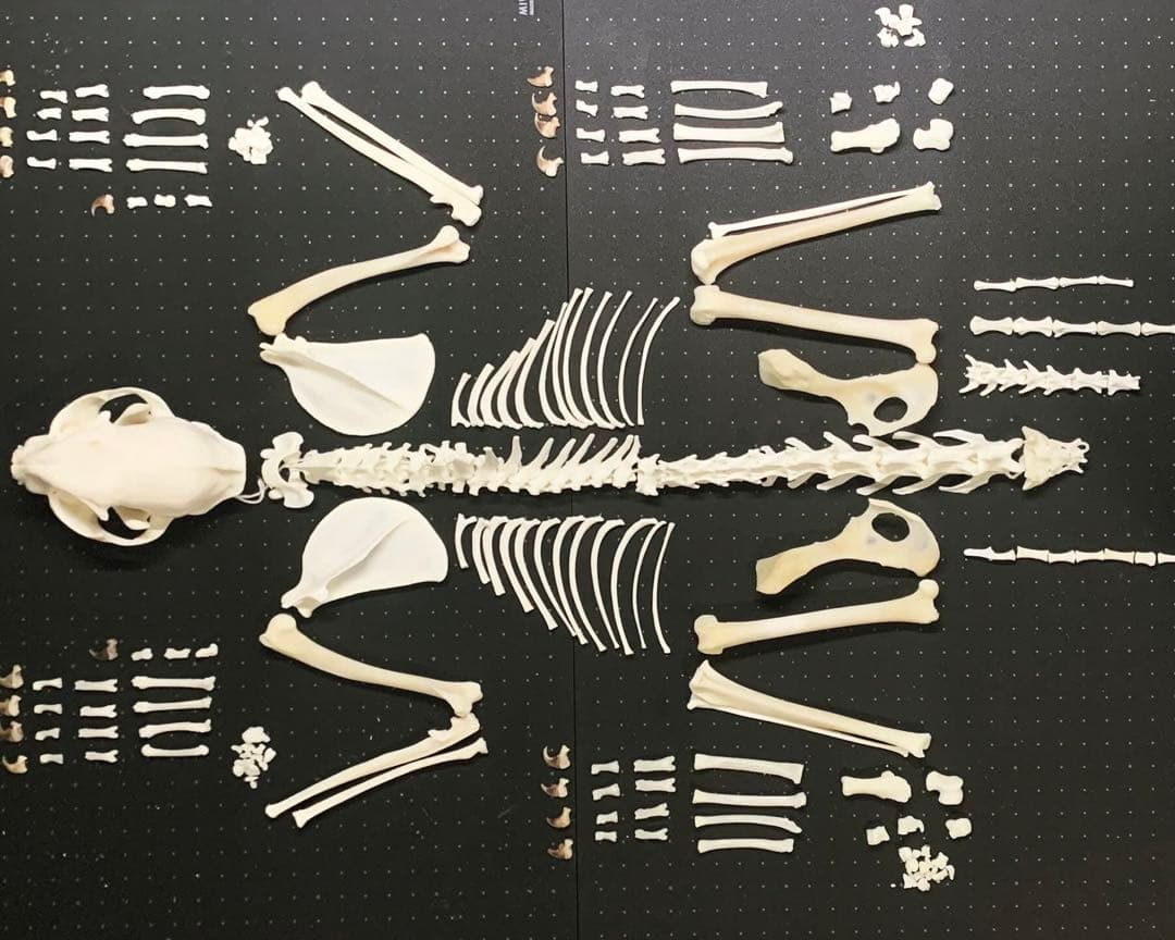 猫 骨格標本 全身 頭骨 - メルカリ