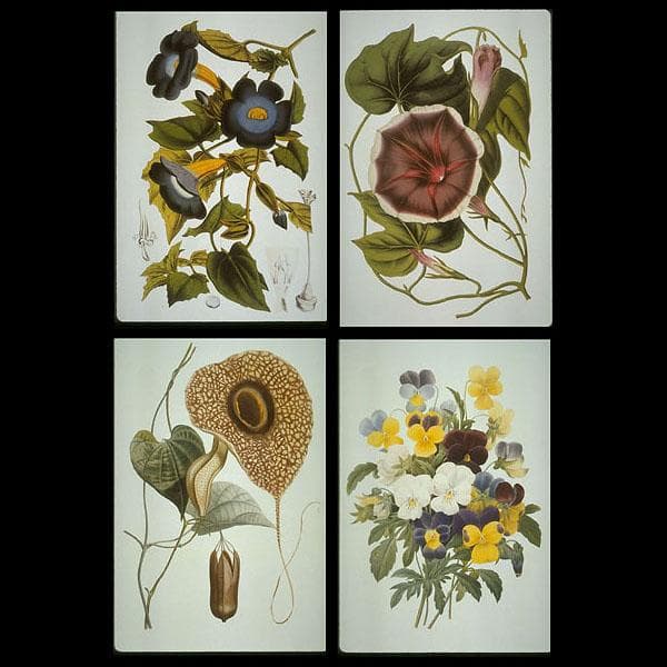 PA20【草花絵画集】Georgia O' Keefe フリーCD素材100点 - メルカリ