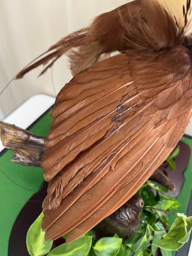 淡*雪様 鳥の標本 極楽鳥 インドネシア 剥製 - メルカリ