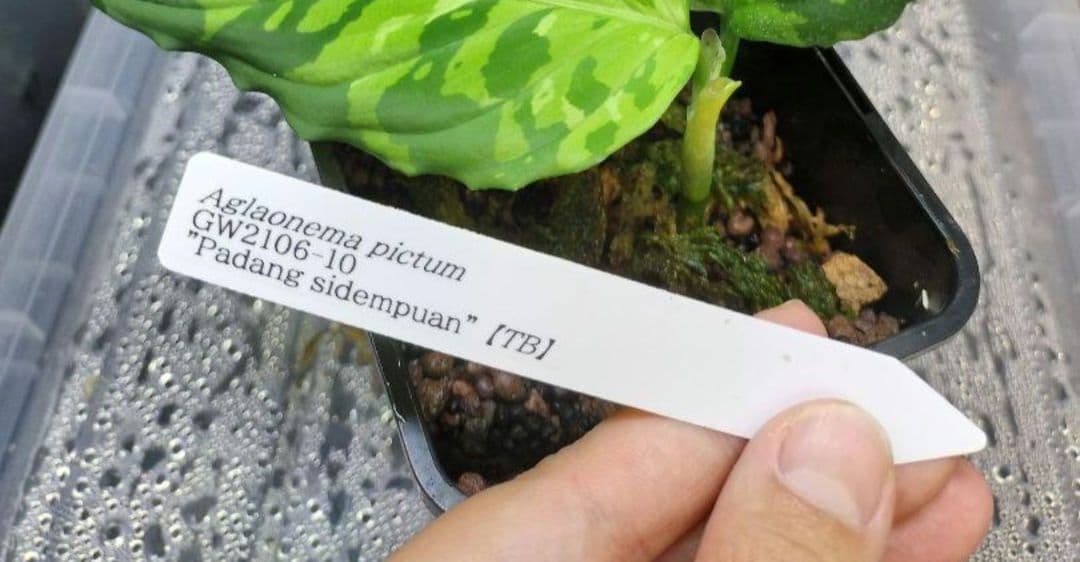 正規タグ付き!!TB便 アグラオネマ ピクタム トリカラー - メルカリ