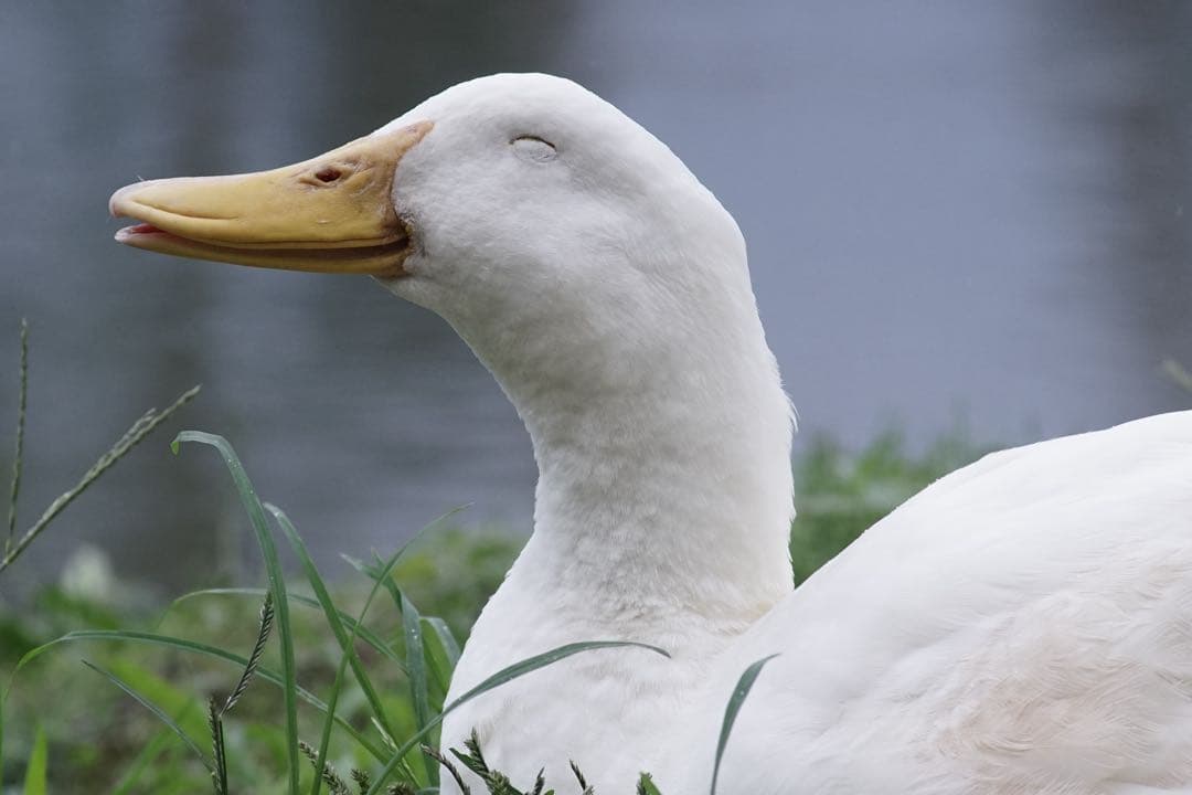 作例付き　Nikon AF 75-300mm F4.5-5.6 管mpr