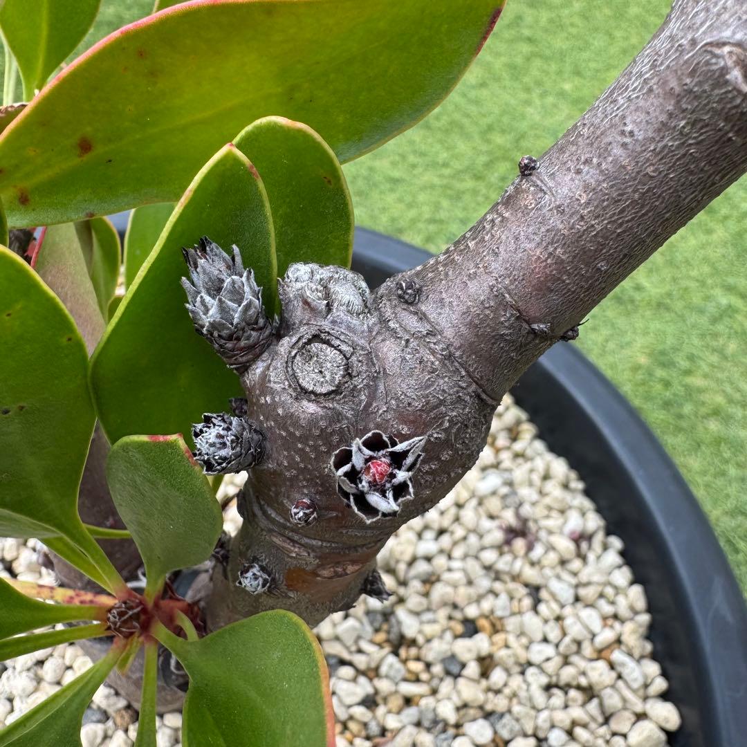 プロテア キングピンク 10号 Protea 