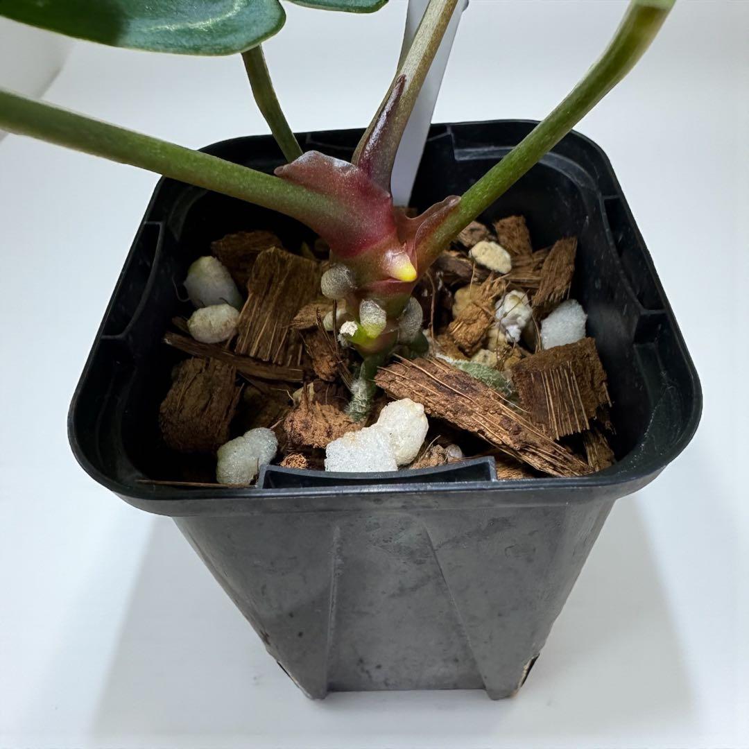 アンスリウム Anthurium KOS x RVDP - メルカリ