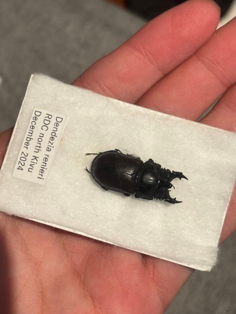 カザリツノクワガタ　昆虫標本　標本 カザリツノクワガタ | 愉快な海と波と恵