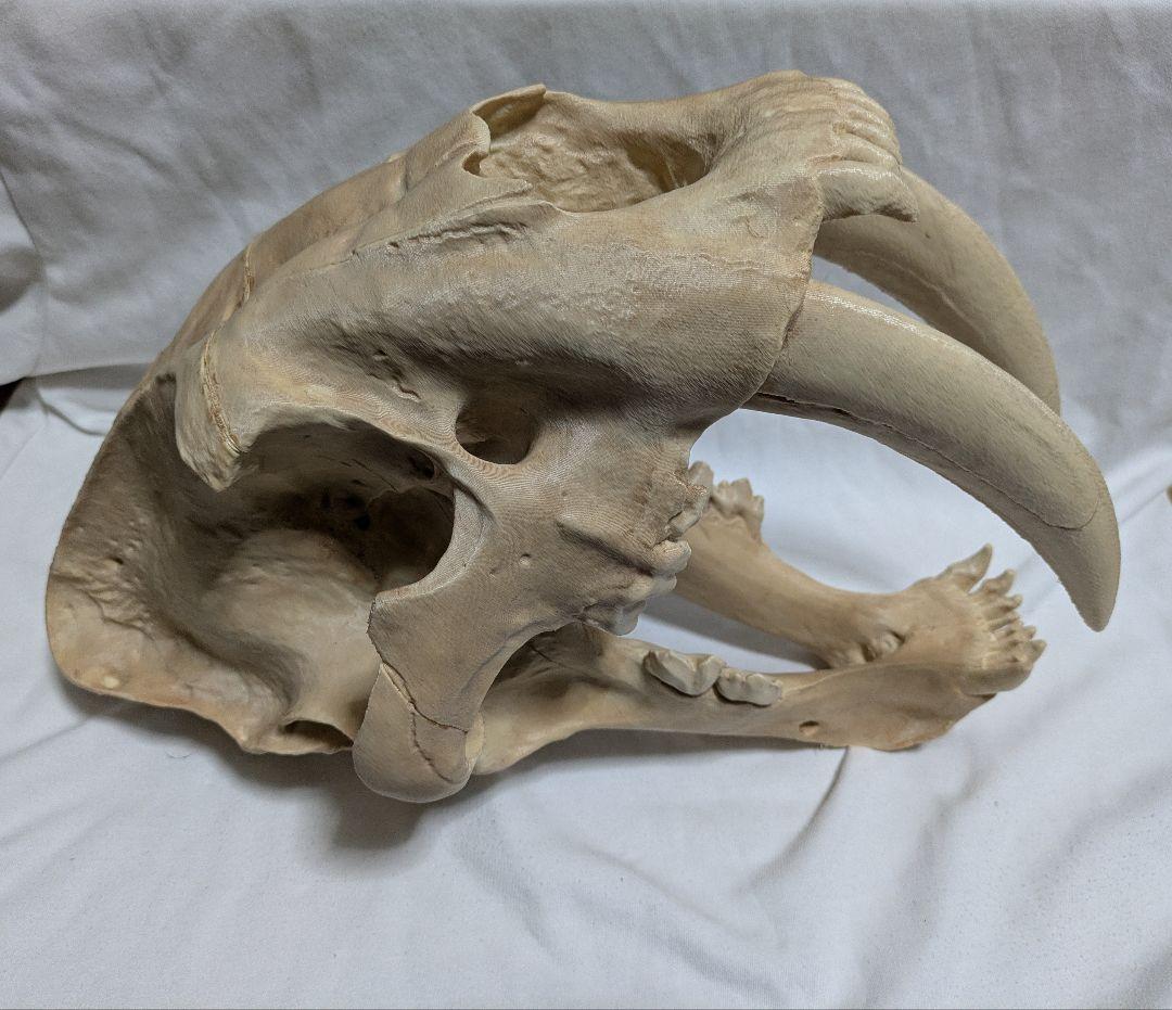 ぷ*ー様 サーベルタイガー 実寸大 化石 レプリカ