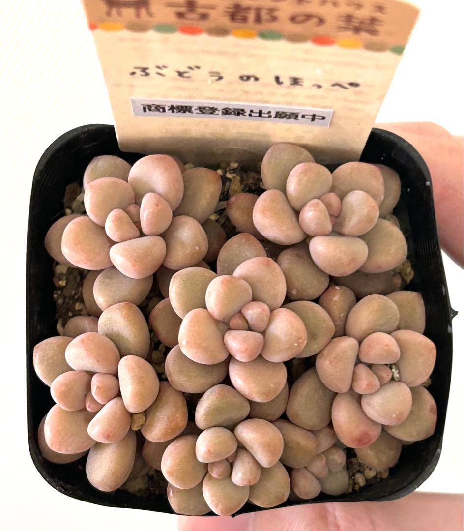 古都の葉さん ぶどうのほっぺ メルカリ便 札付き・抜き苗 - メルカリ