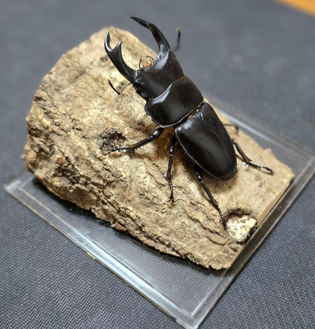 オオクワガタ 標本 ジオラマ 風 - メルカリ