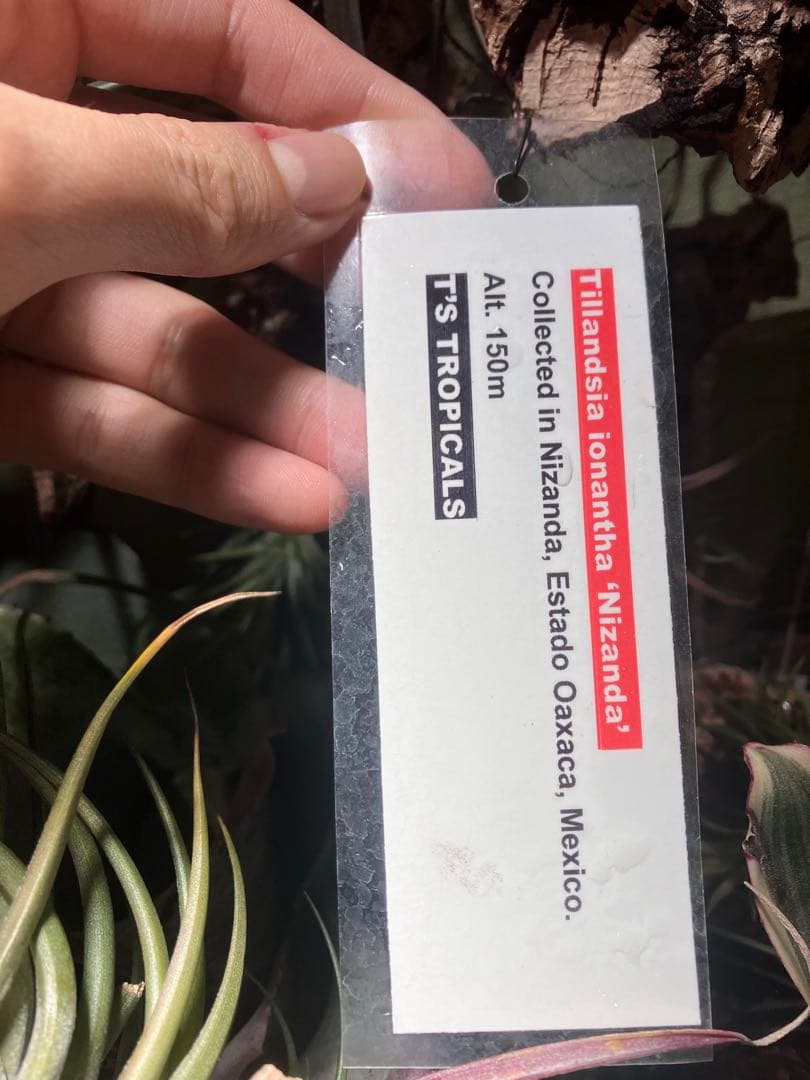 しばらくラストT. ionantha Nizanda T'S TROPICALS - メルカリ