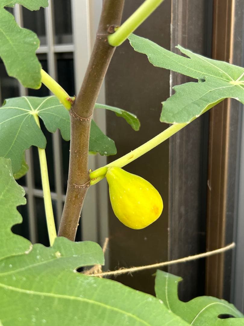 イチジク 穂木12品種セット - メルカリ