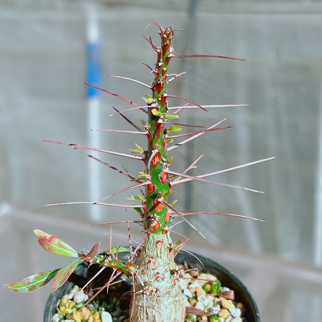 【早い者勝ち★国内実生株！】　フォークイエリア　プルプシー　鉢のまま発送　95