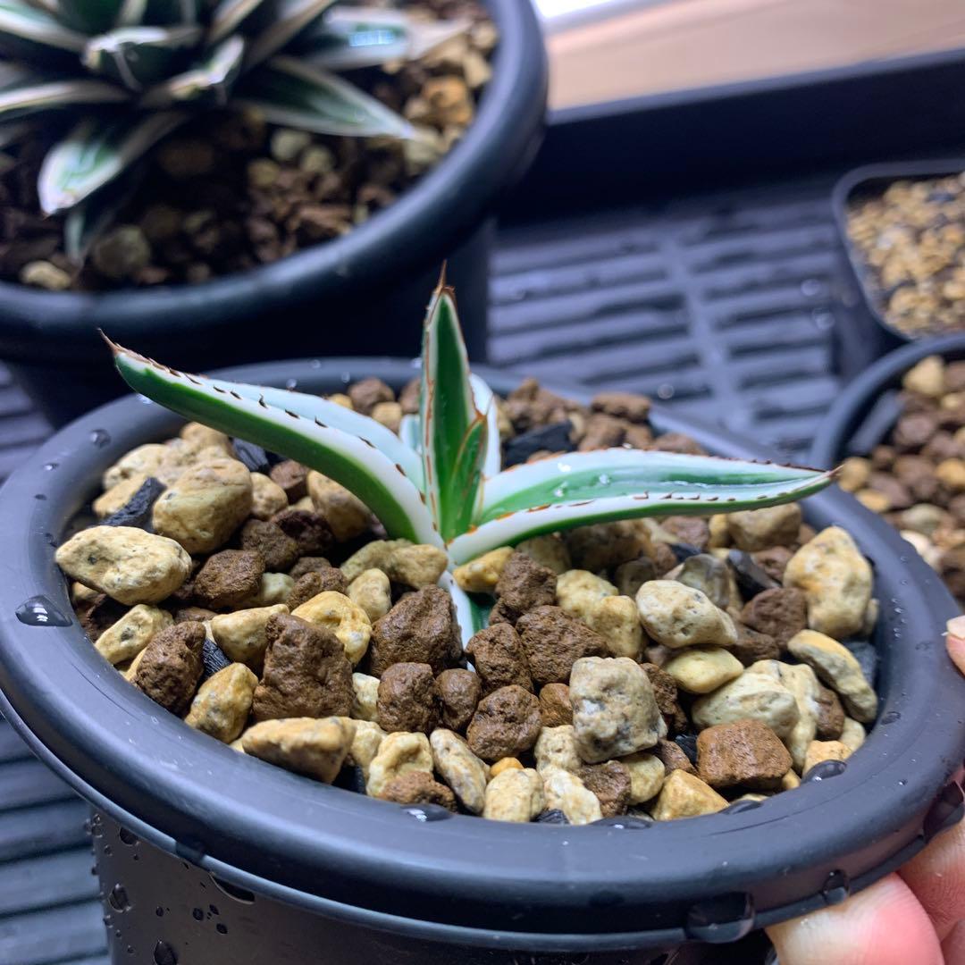 アガベ氷山OC株 - メルカリ