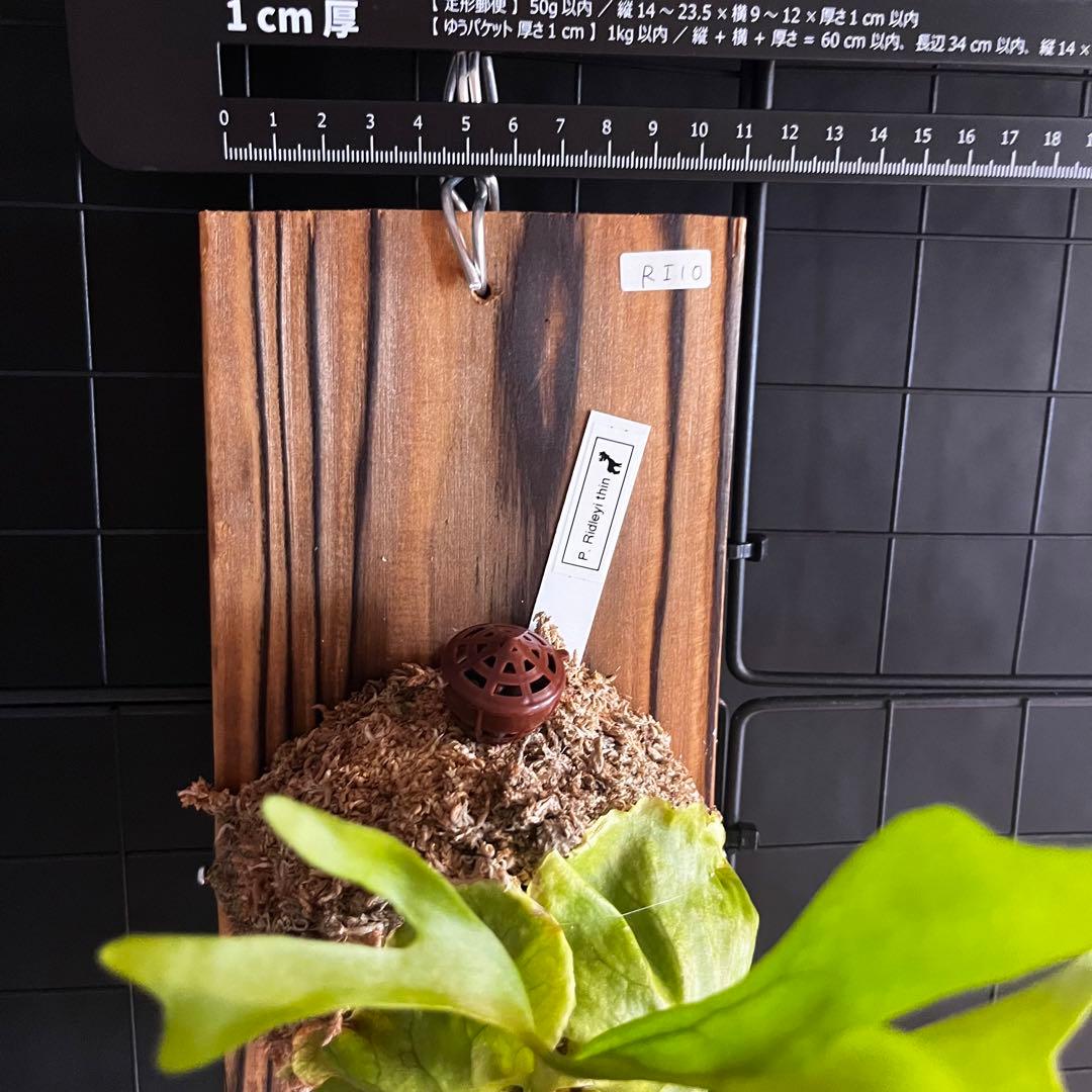 RI10)ビカクシダ・リドレイシンフォーム 細葉 板付け - メルカリ