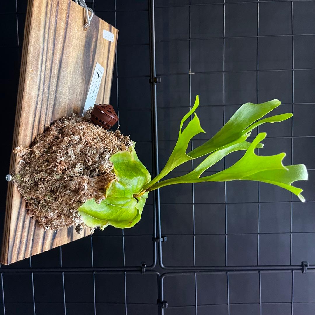 RI10)ビカクシダ・リドレイシンフォーム 細葉 板付け - メルカリ