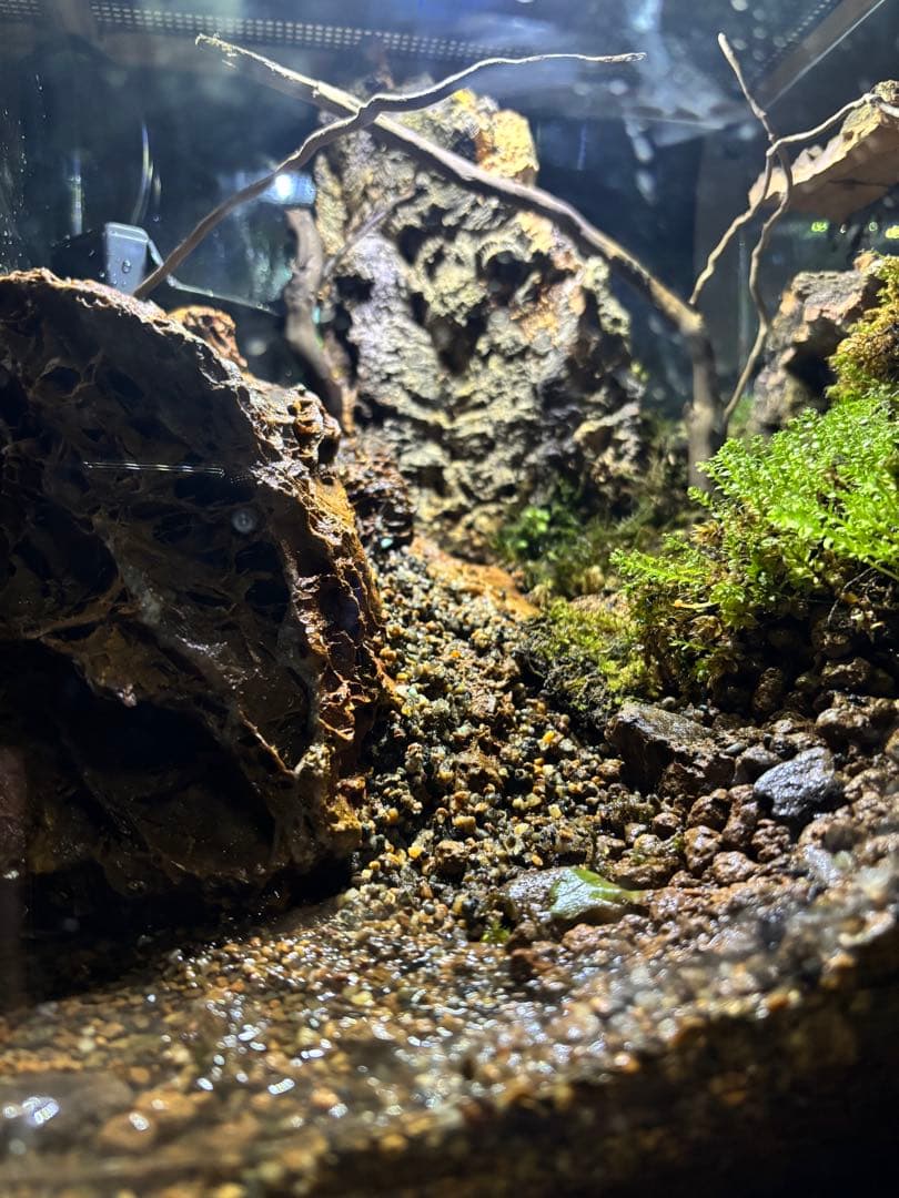 滝の流れるアクアテラリウム】 30cmキューブガラス水槽レイアウト