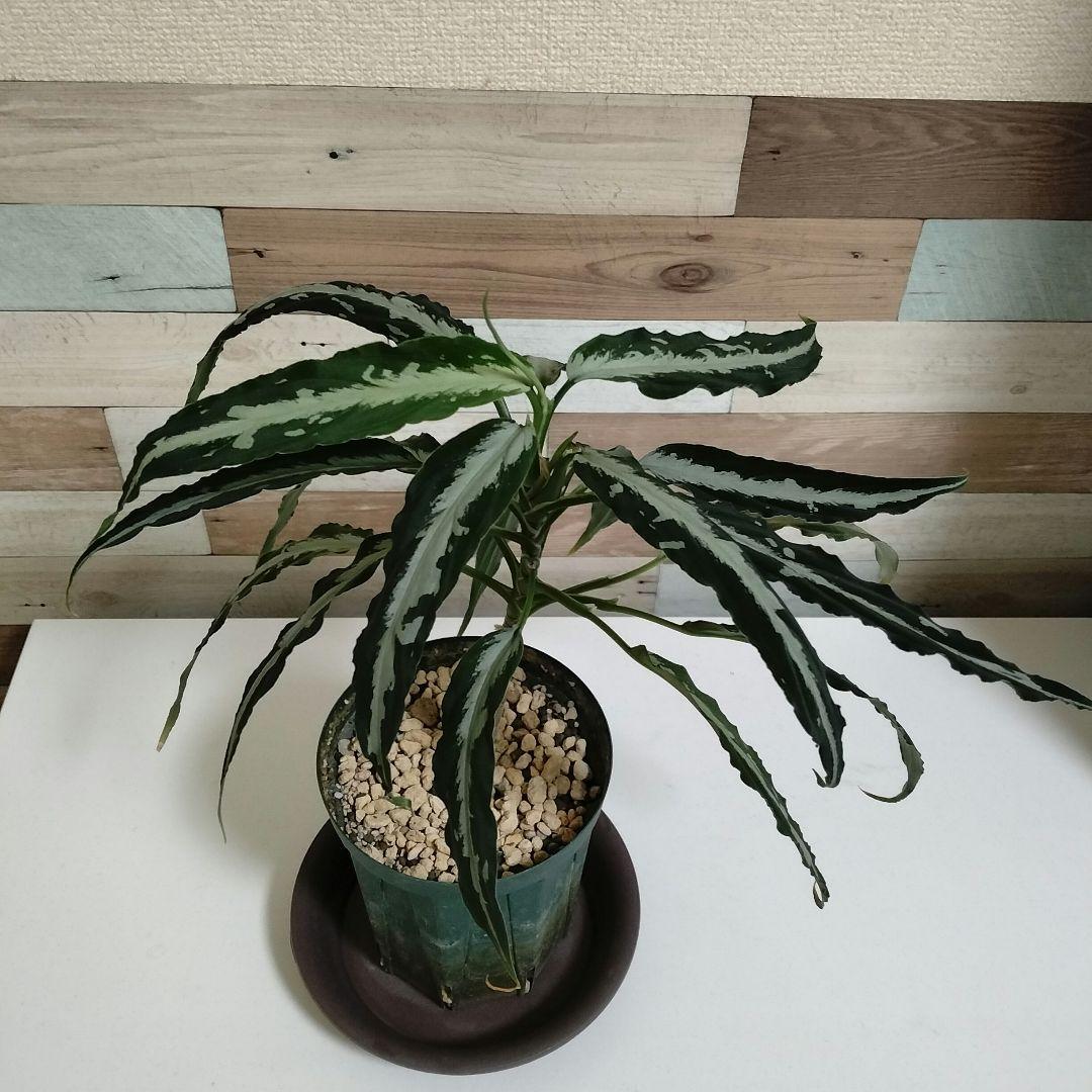 大株】アグラオネマ ピクタム A 雷切 LA0914-3ss LA便 - メルカリ