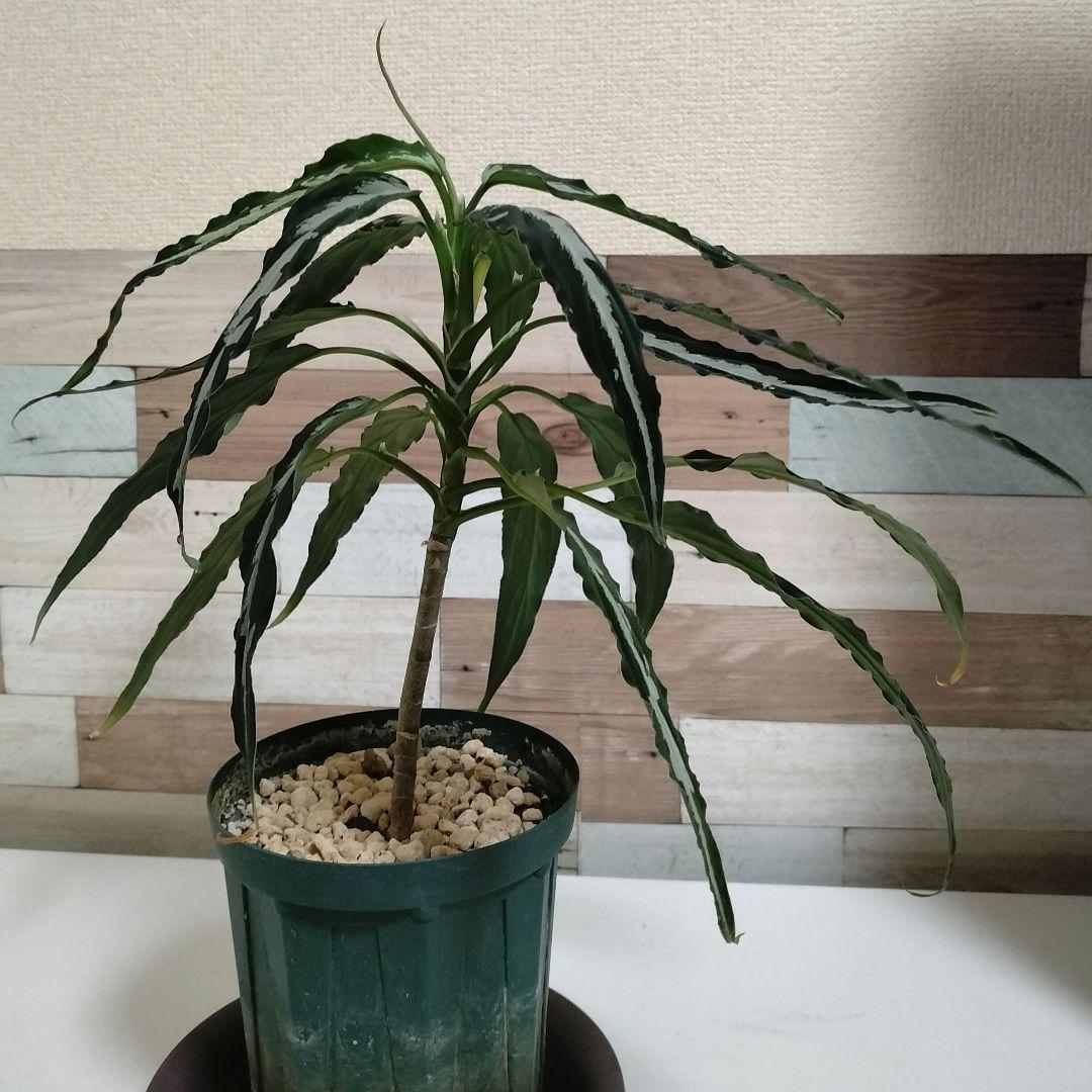 大株】アグラオネマ ピクタム A 雷切 LA0914-3ss LA便 - メルカリ