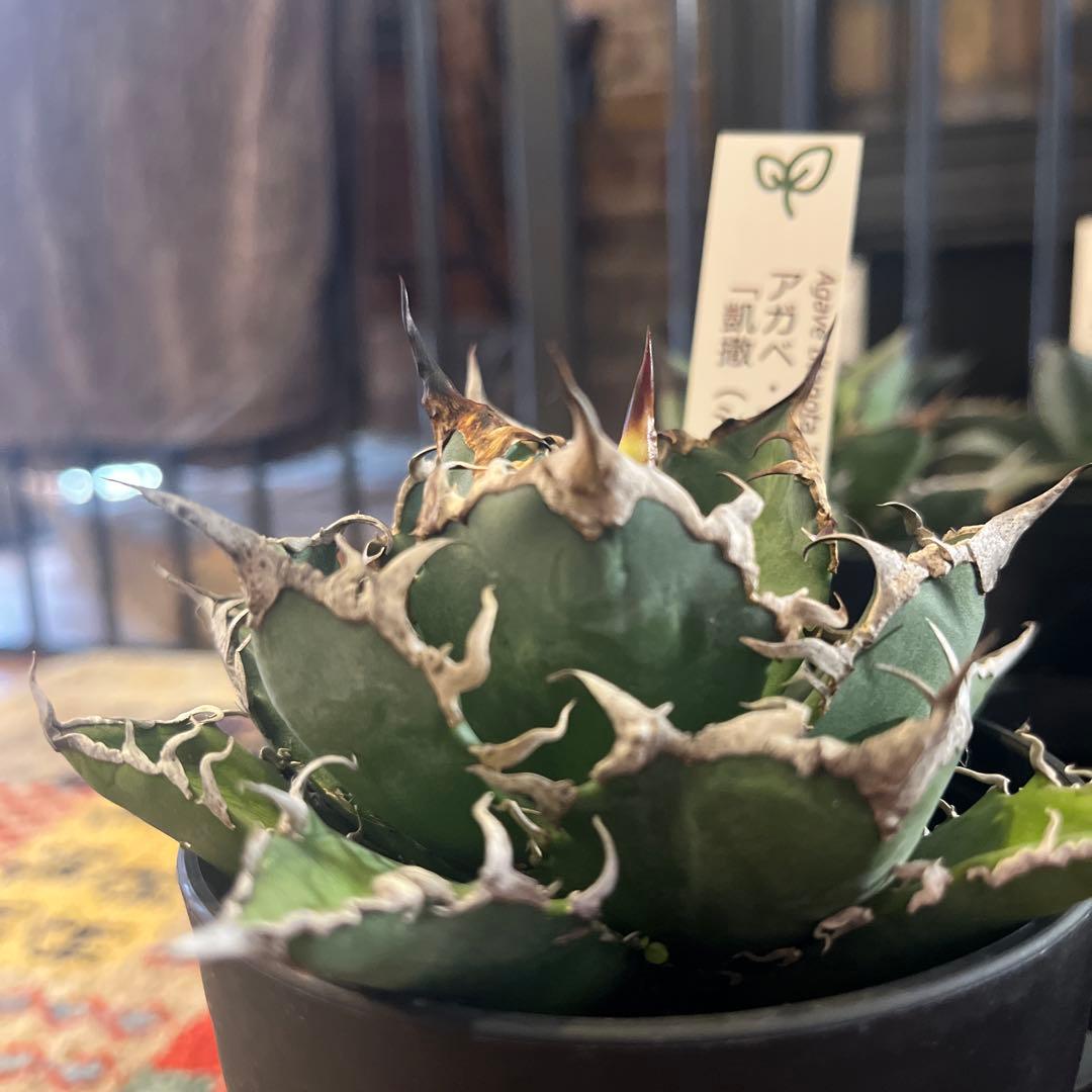 ワン太郎様専用アガベ 9個セット販売 シーザー パンダ ライオンズ