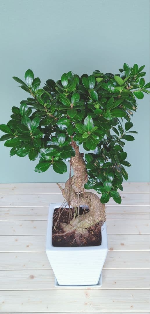 ちかおちゃん専用 ガジュマル•昇り龍 太幹 陶器 鉢