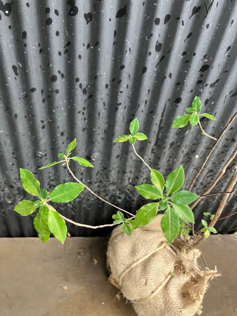 山採り バイカツツジ 3の通販はau PAY マーケット - 輸入雑貨のネット