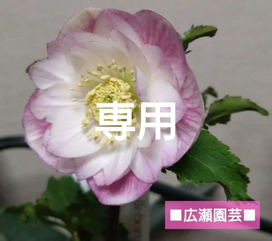 ♥広瀬園芸♥クリスマスローズ① 希望があれば広瀬園芸認定ソレイユと