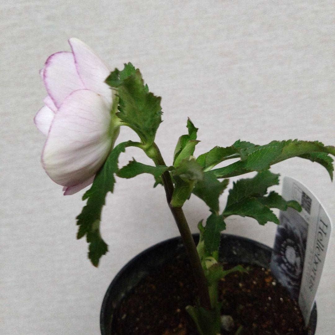 ♥広瀬園芸♥クリスマスローズ① 希望があれば広瀬園芸認定ソレイユと