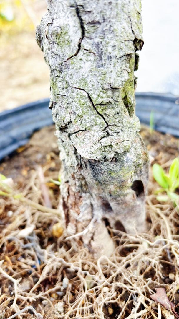 超美形。古木 仕立てオリーブ シプレッシーノ1.7M(鉢底から)