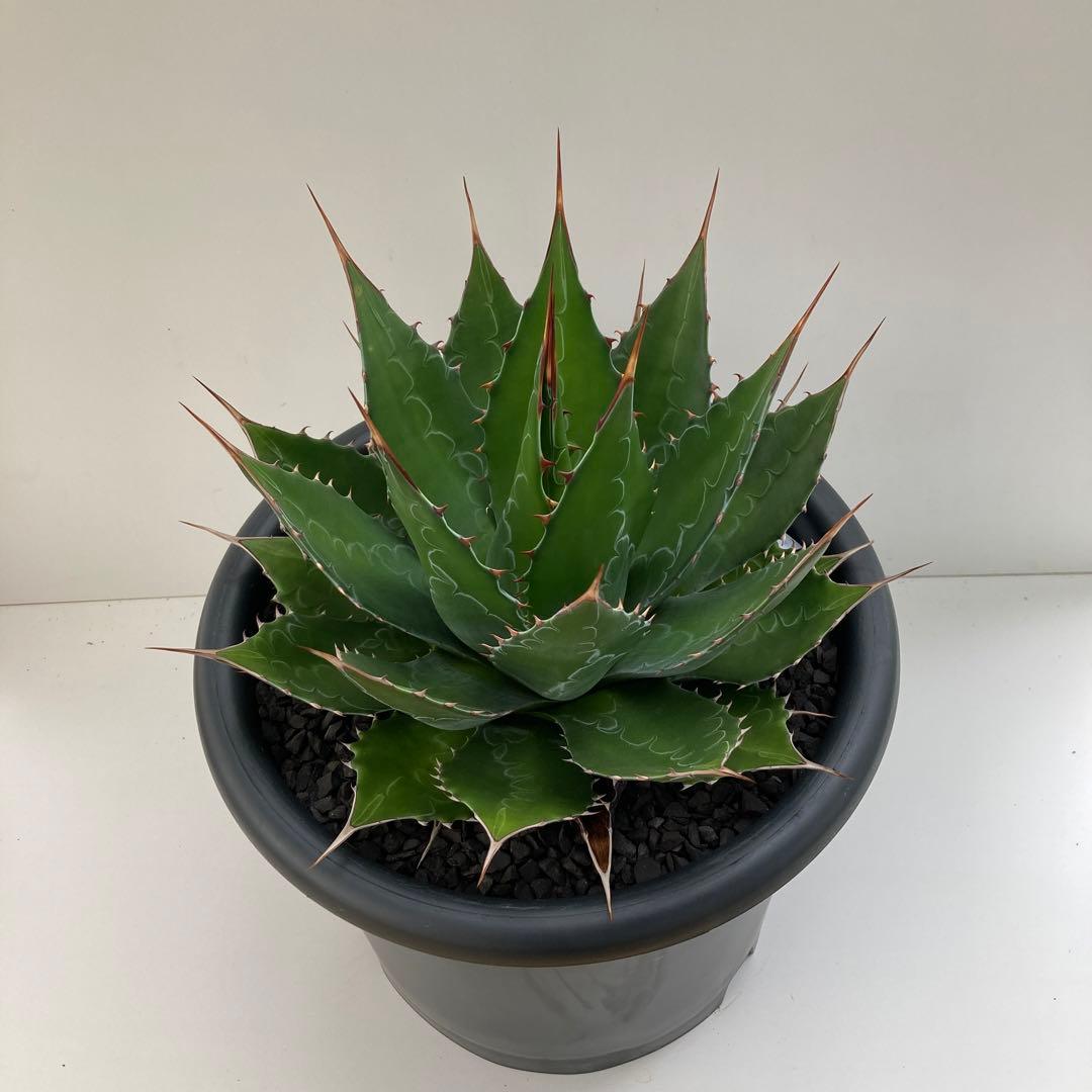 アガベ モンタナ 特大 - メルカリ