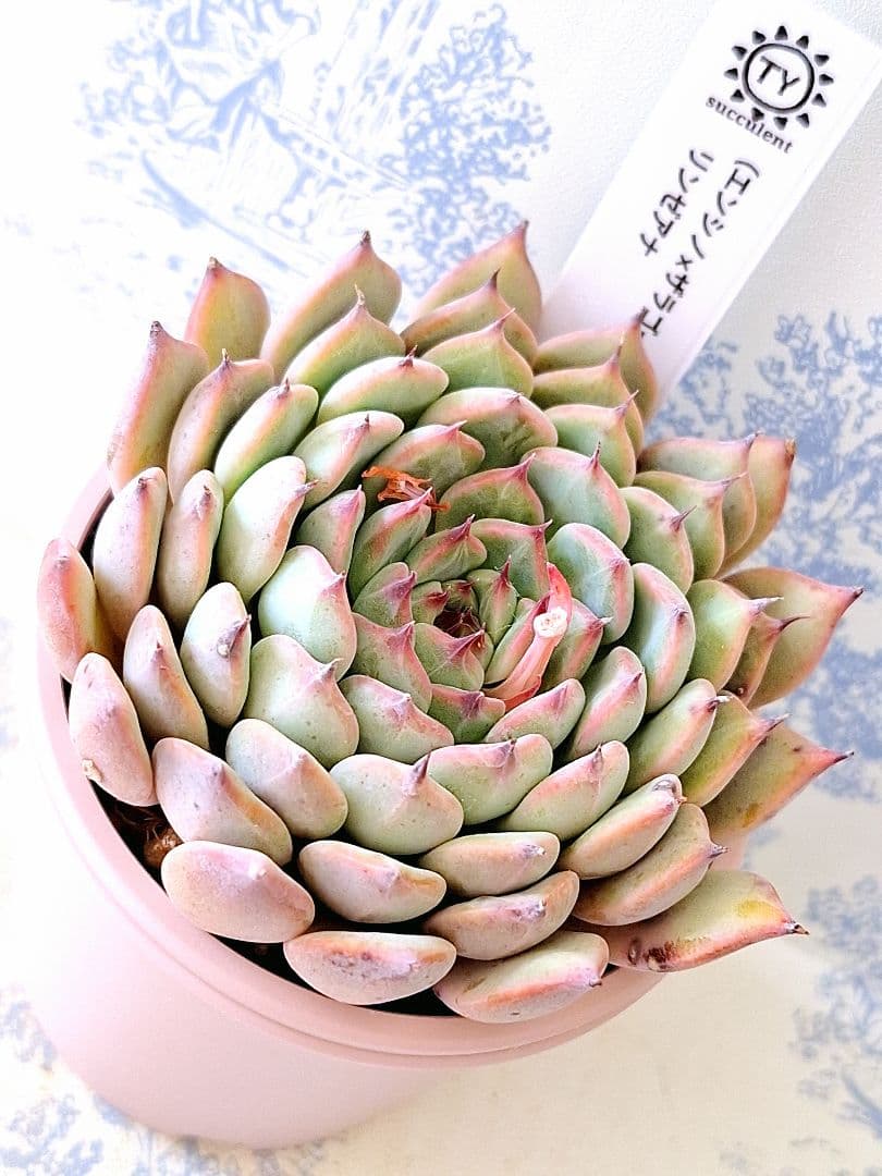 エンシノ×ザラゴーサ)×リンゼアナ札付きポットごとメルカリ便TYさん苗