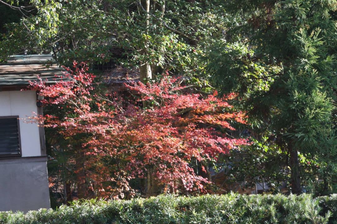 ショウゴ様 CANON EOS40D ダブルレンズ♥初心者 キャノン♥超望遠♥