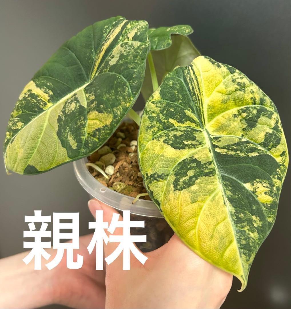芋】 アロカシア マハラニ ゴールド 斑入り 大きめ - メルカリ