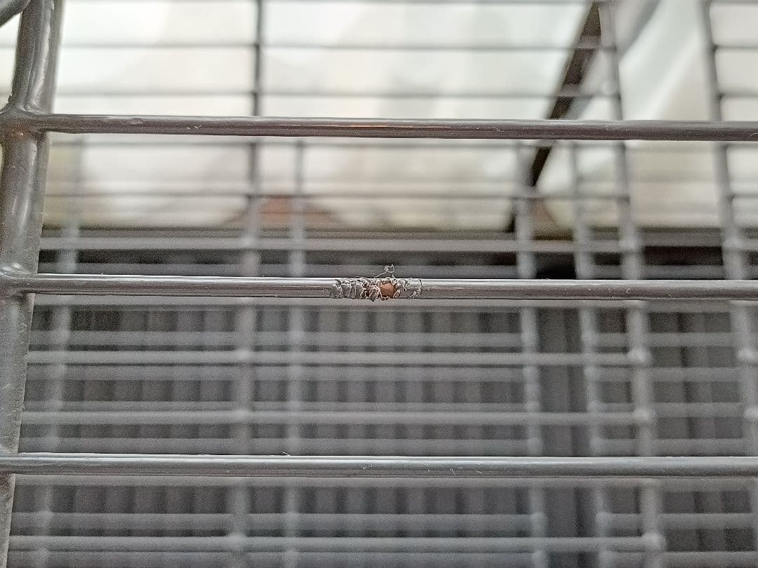 昭和アルミブルーリボン ネオラック ガラス温室 引き取り限定 大阪市港