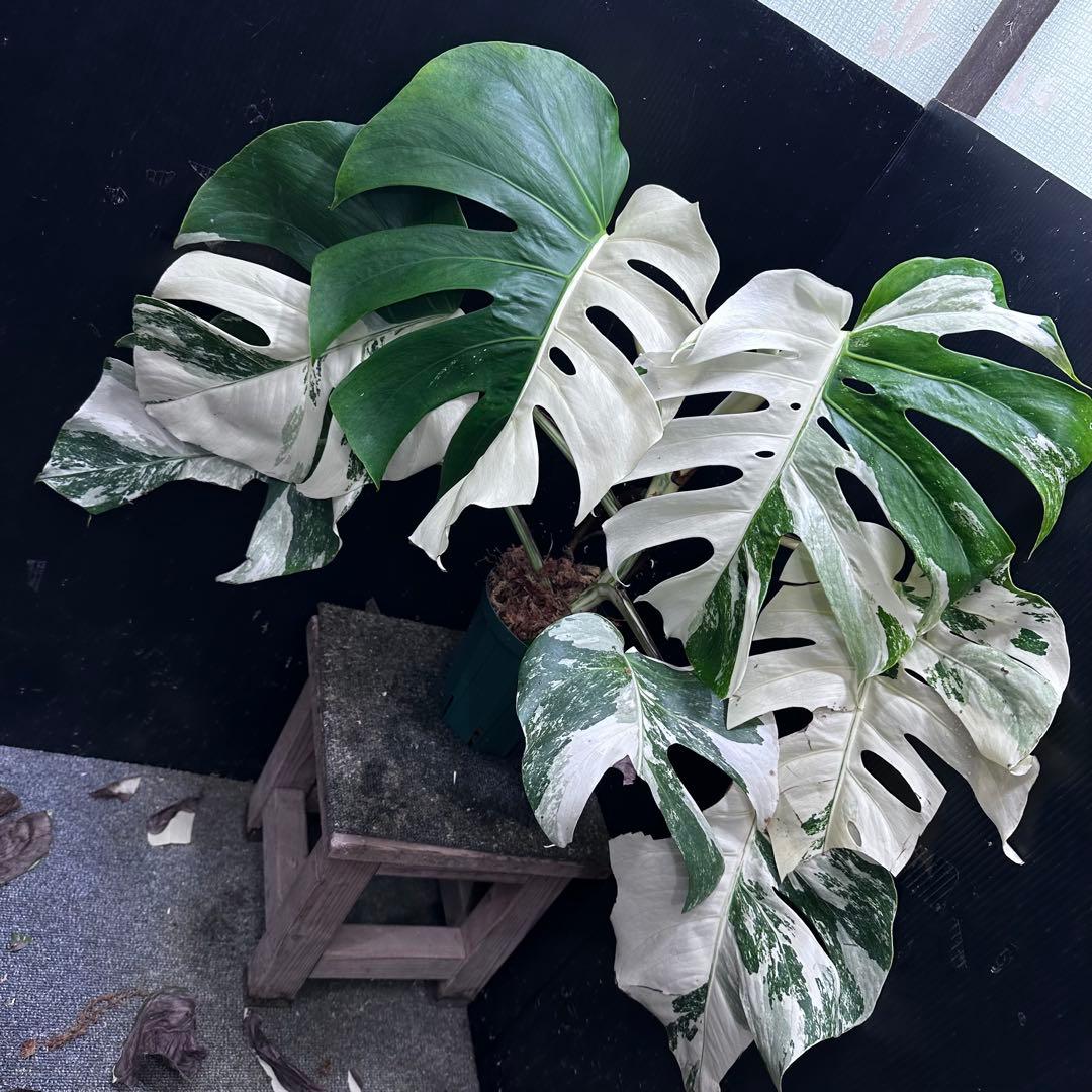 斑入りモンステラ ホワイトタイガー極美大株57cm白斑多 - メルカリ