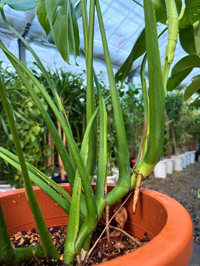 特級品】モンステラ デリシオーサ 幹上がり 9寸 特大極上苗 鉢付き