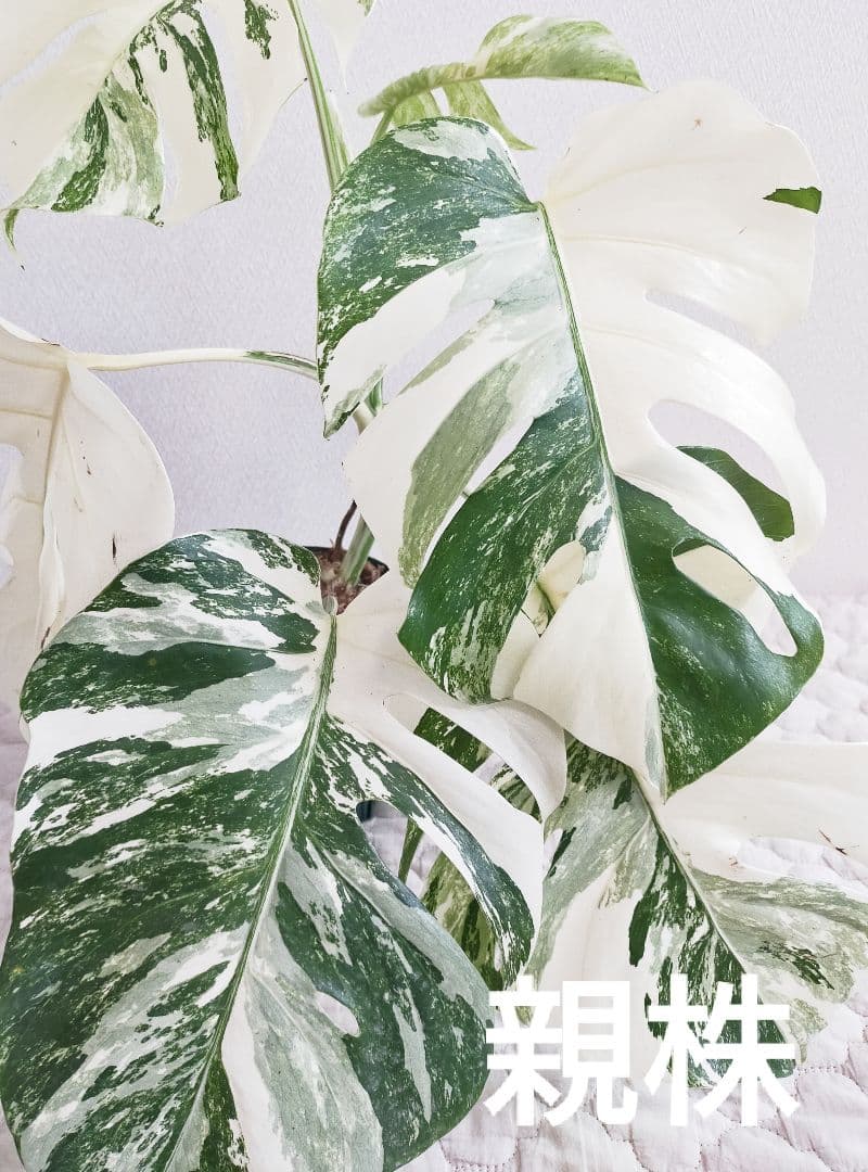 極美斑入りモンステラ トップカット2 芽 ホワイトタイガー