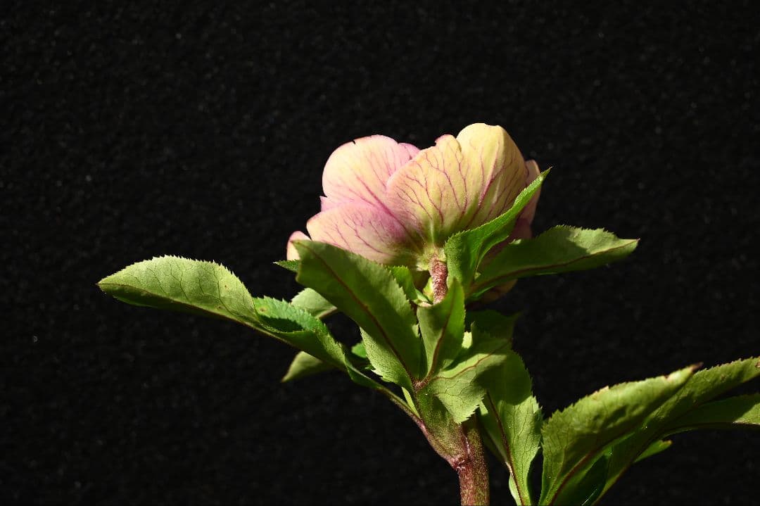 クリスマスローズ 認定フレグランス 加藤農園