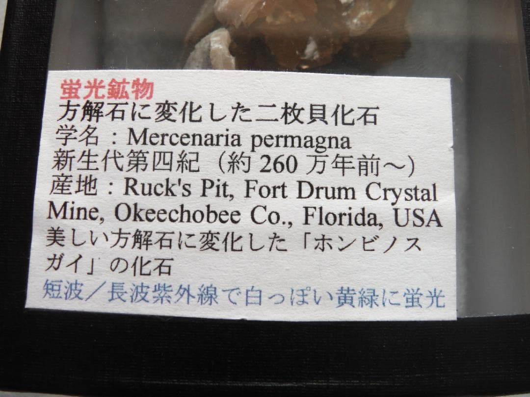 m盆・・・さま専用：方解石化した二枚貝の化石 カルサイト 鉱物標本