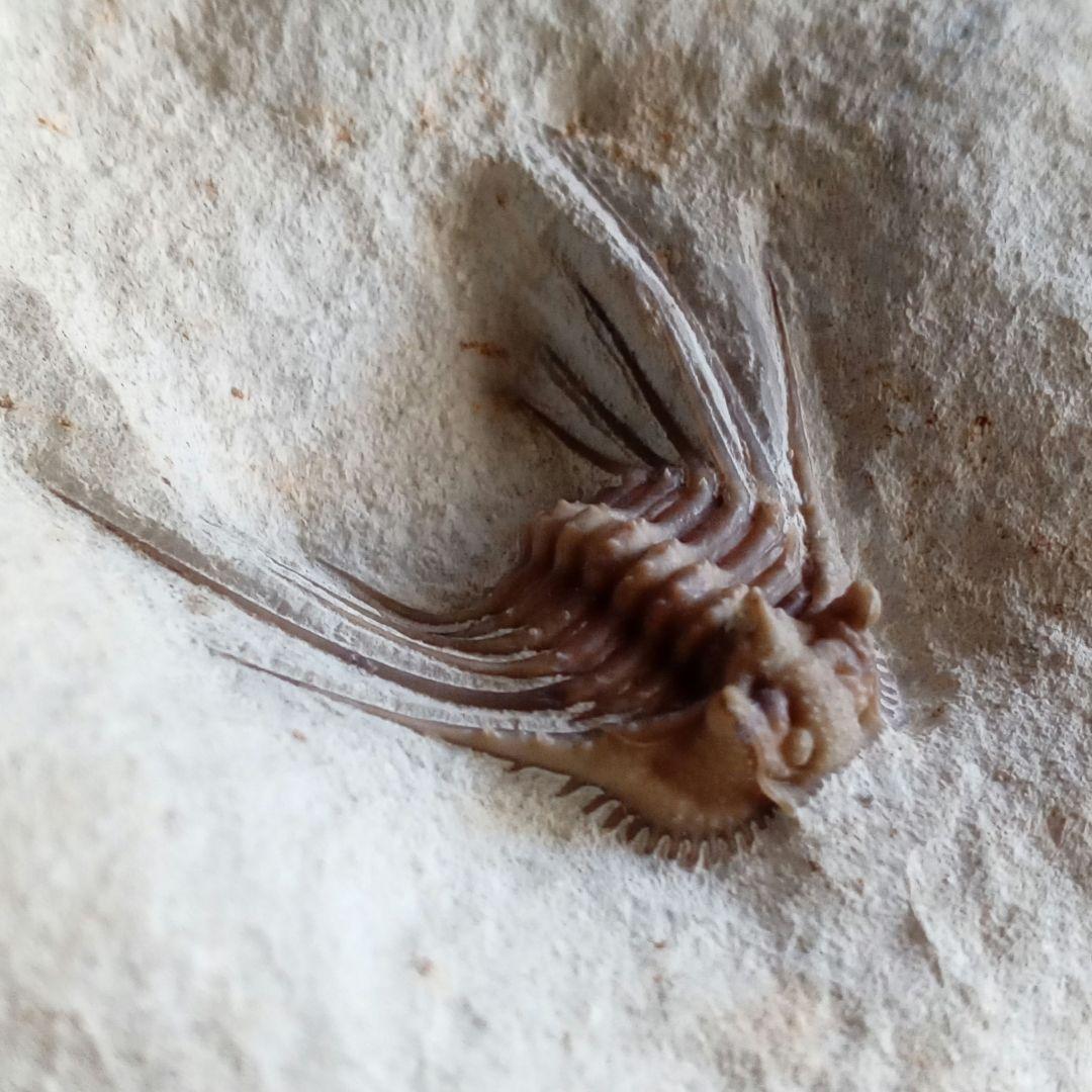 三葉虫　USA　ケトネラスピス　極美　希少