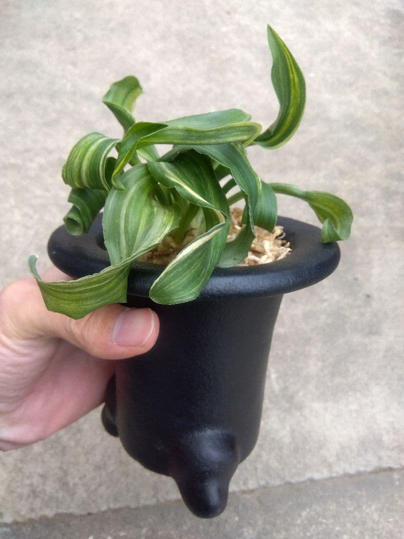 pao.様専用 万年青 おもと 獅子 縞斑 4号陶器鉢つき 3株群生❗ ら